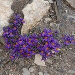 Linaria alpina Характер
