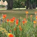 Kniphofia linearifolia Flower