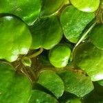 Hydrocharis laevigata Blatt