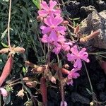 Saponaria sicula Fleur