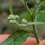 Chenopodium albumVirág