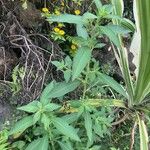 Ludwigia peruviana Hábito