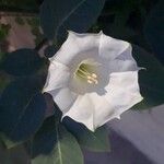 Datura wrightii Flower