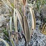 Elaphoglossum engelii Hoja