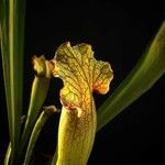 Sarracenia flava Blad