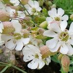 Silene uniflora Flor