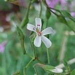 Pelargonium odoratissimum Flower