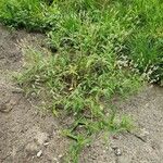 Persicaria lapathifolia Elinympäristö