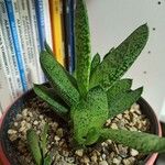 Gasteria obliqua Leaf