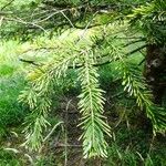 Abies alba Blad