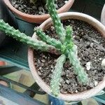Euphorbia inermis Hostoa