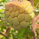 Annona squamosa ഫലം