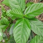 Ficus racemosa Leaf