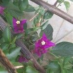 Bougainvillea glabraVirág