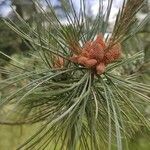 Pinus strobiformis Flower