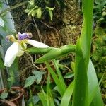 Trimezia northiana Flower