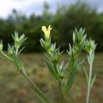 Linum strictum Bark