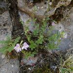 Veronica fruticulosa Plante entière