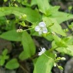 Veronica americana Flor