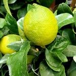 Citrus × limon Ovoce