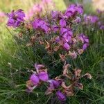 Pedicularis cenisia Habit