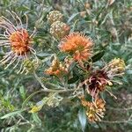 Grevillea olivacea Flor