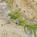 Antirrhinum siculum Ffrwyth