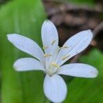 Clintonia uniflora Flor