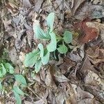 Antennaria plantaginifolia Levél