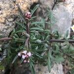 Valeriana calcitrapae Leaf