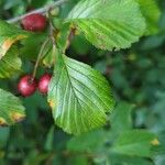 Crataegus punctata Hoja