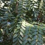 Cordyla africana Leaf