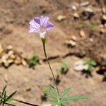 Ipomoea ternifolia 整株植物