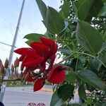 Erythrina crista-galli Flors