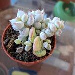 Cotyledon pendens Hoja