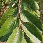 Annona senegalensis Folha