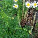 Leucanthemum monspeliense Çiçek