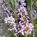 Erica vagans Kaarna