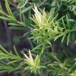 Melaleuca armillaris ഇല