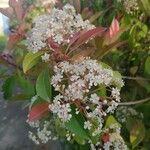 Photinia × fraseri Flower