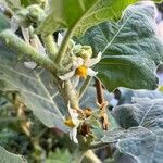 Solanum quitoense Blomst