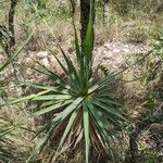 Yucca pallidaLeht