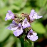 Salvia fruticosa Flor