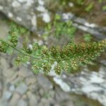 Asplenium fontanum Feuille