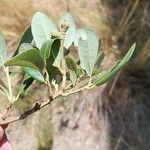 Quercus fusiformis Hoja