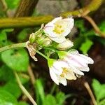 Nothoscordum gracileBlüte