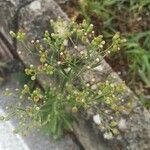 Erigeron sumatrensis Λουλούδι