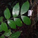 Inga gracilifolia Folla