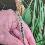 Carex elata Kvet