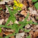 Senecio vernalis Fuelha